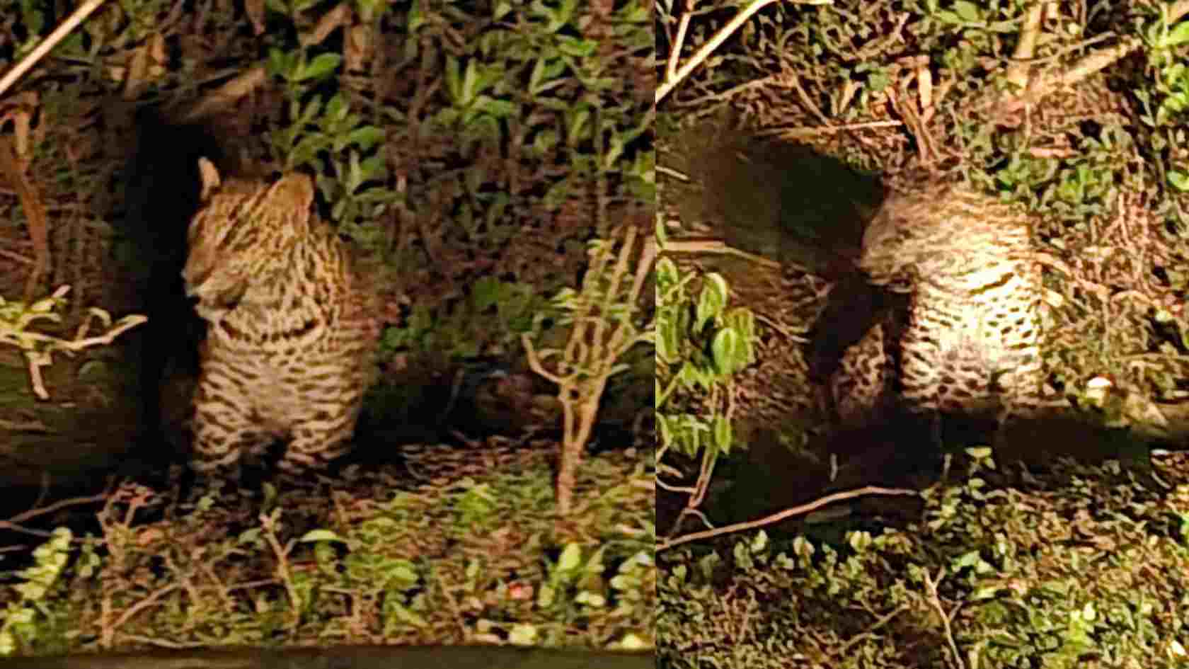 chirathe mysuru dhodda honnuru