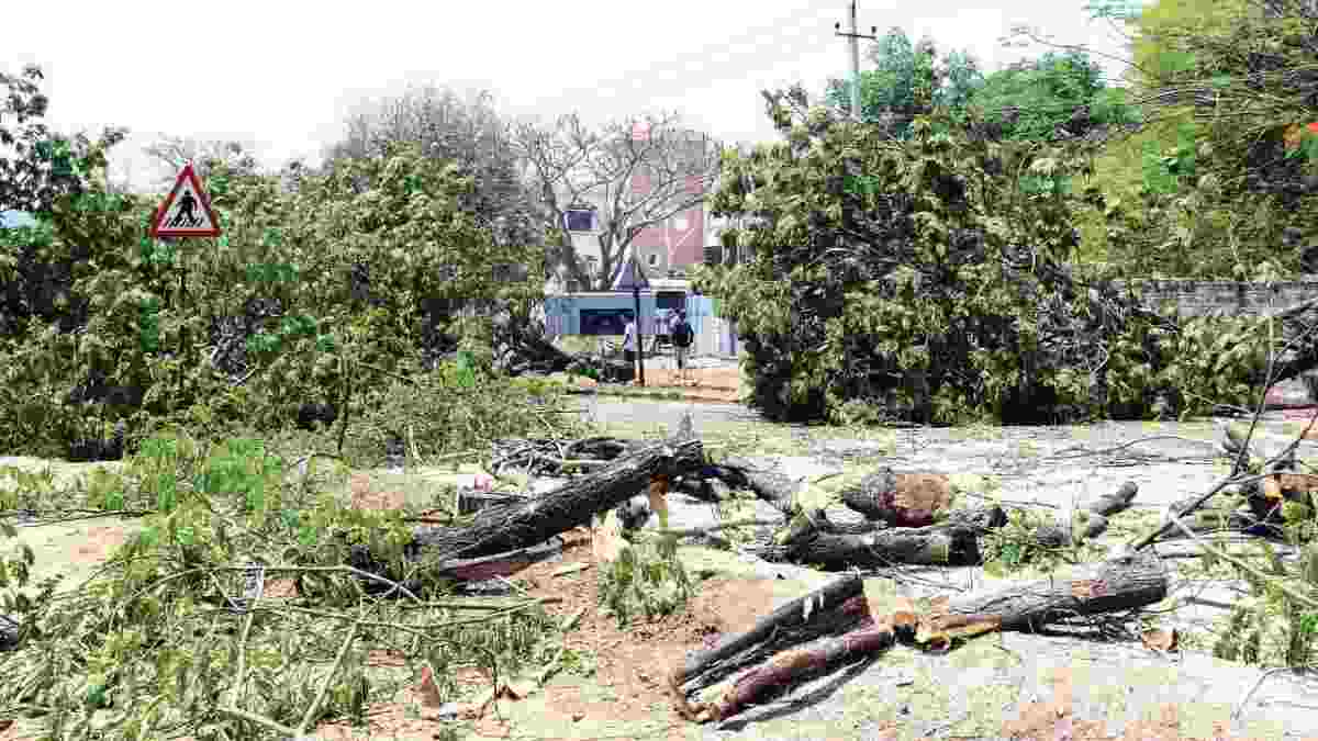mysuru tree cutting case