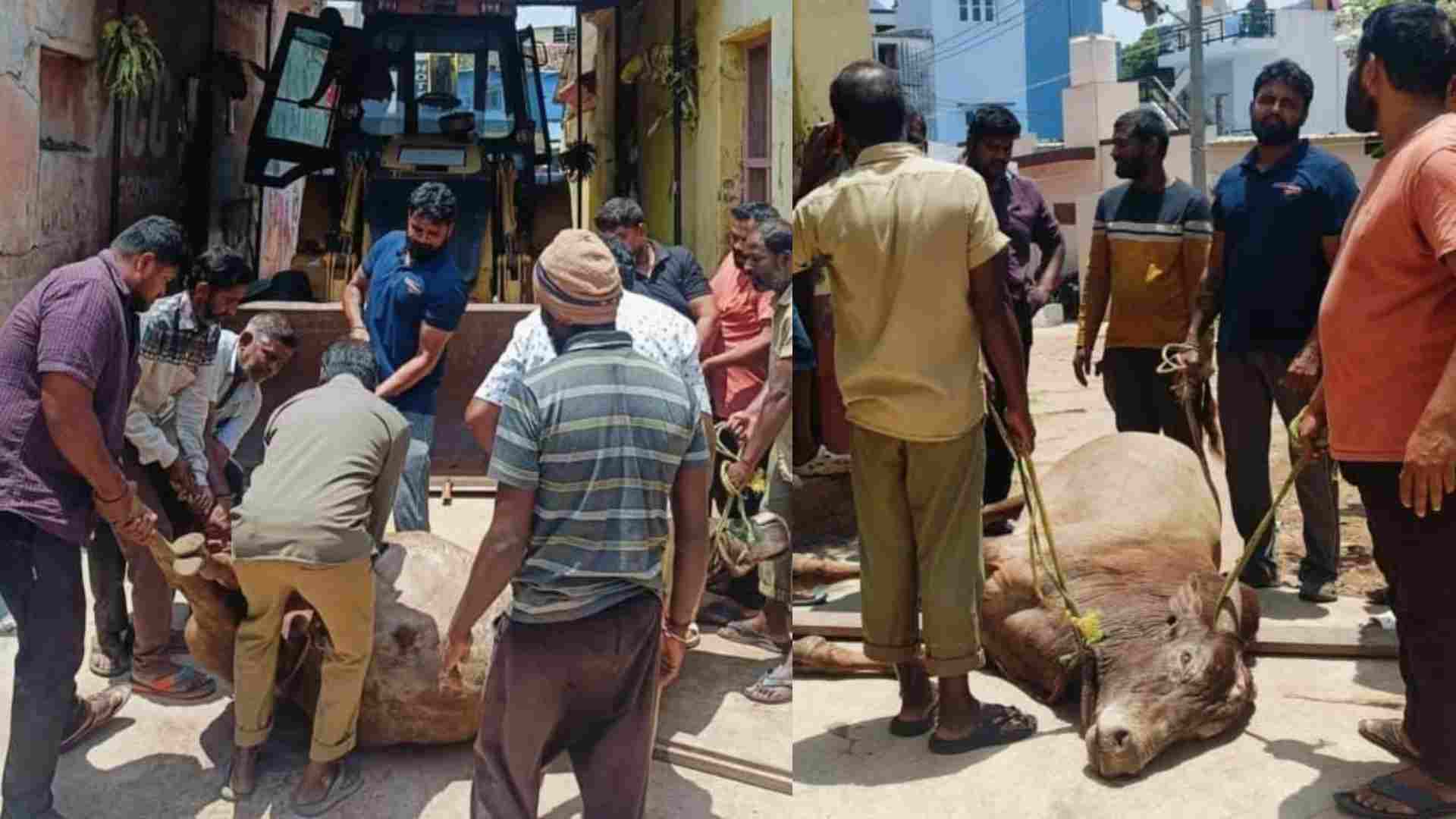 Nanjangud temple bull dies