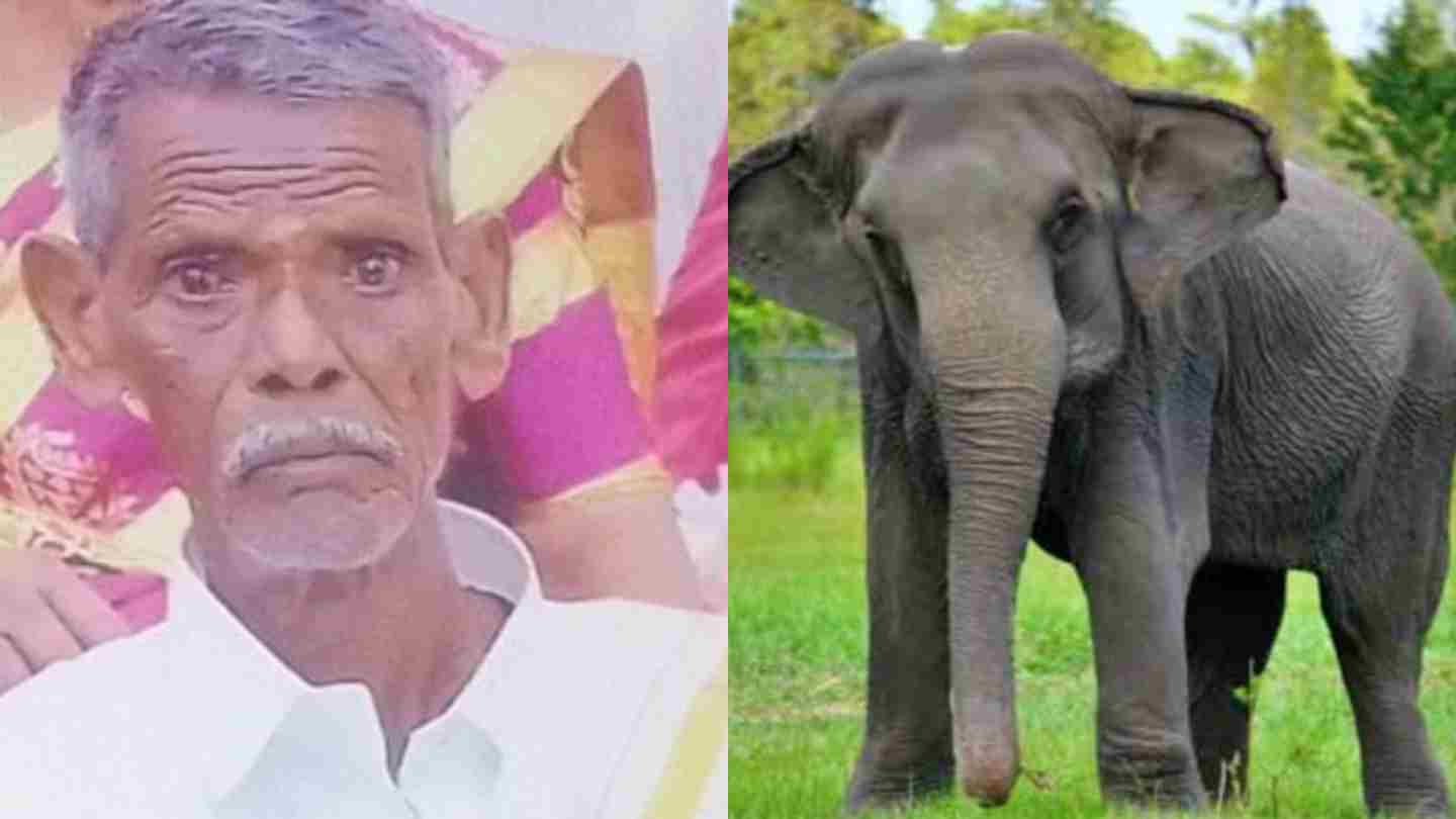 Chamarajanagar elephant killed farmer