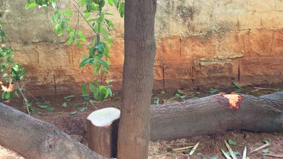 sandalwood tree theft