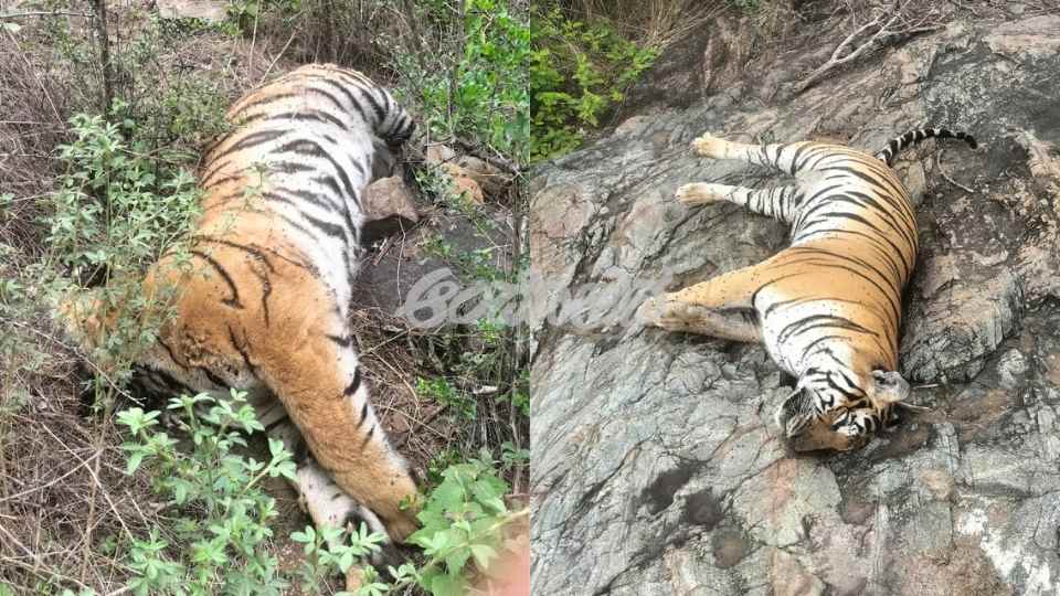 Tigers die due to poisoning CCF Hiralal