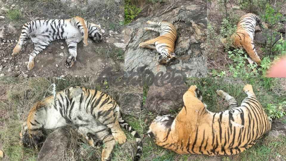 Hanur | Suspicious Death of Four Tigers: Poisoning Suspected