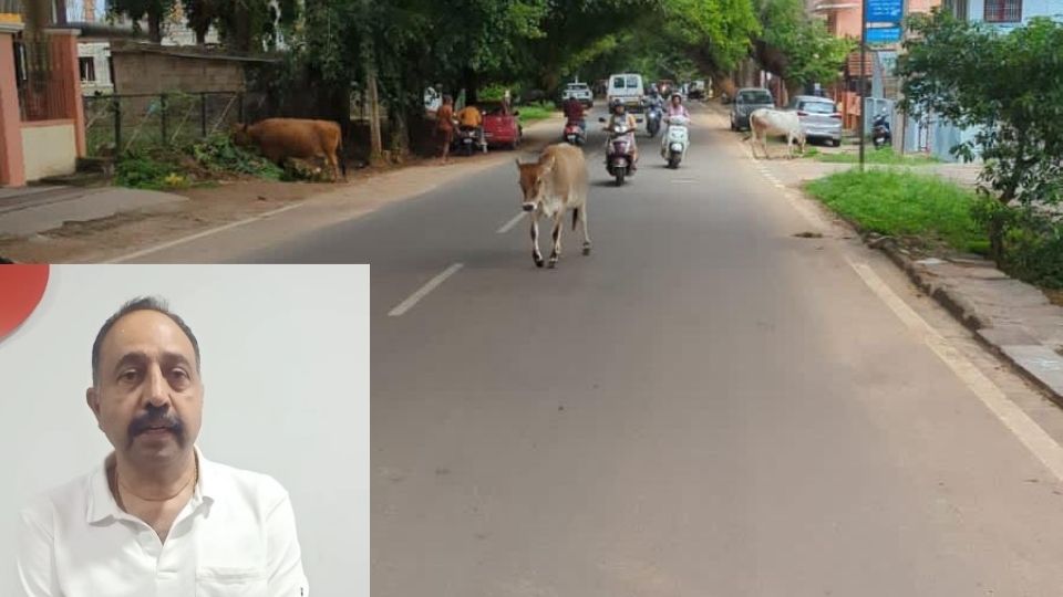 Mysore | Cows and horses roaming on the road: Motorists in fear