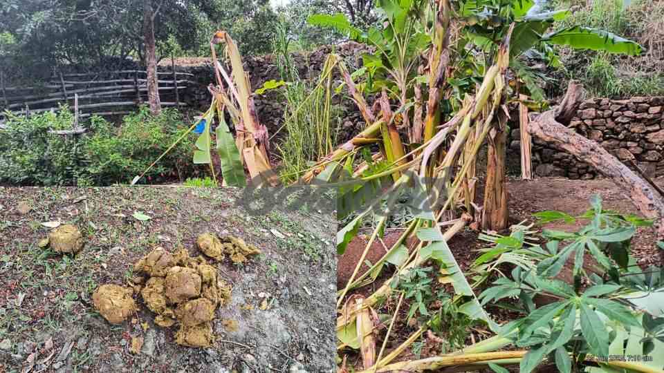 Mango and jackfruit crops destroyed in wild elephant attack: Distressed farmer