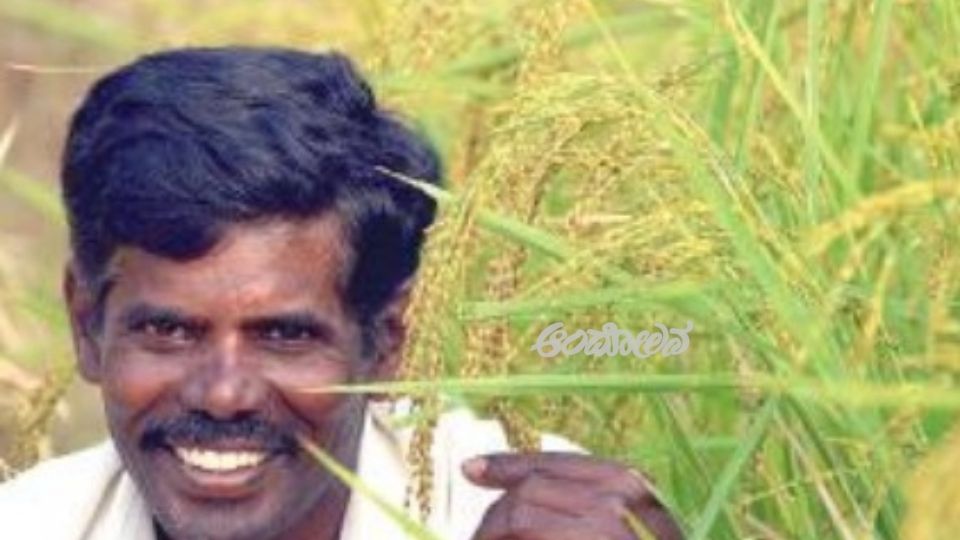 Desi Varieties of Paddy Add Joy to the Monsoon Festivities