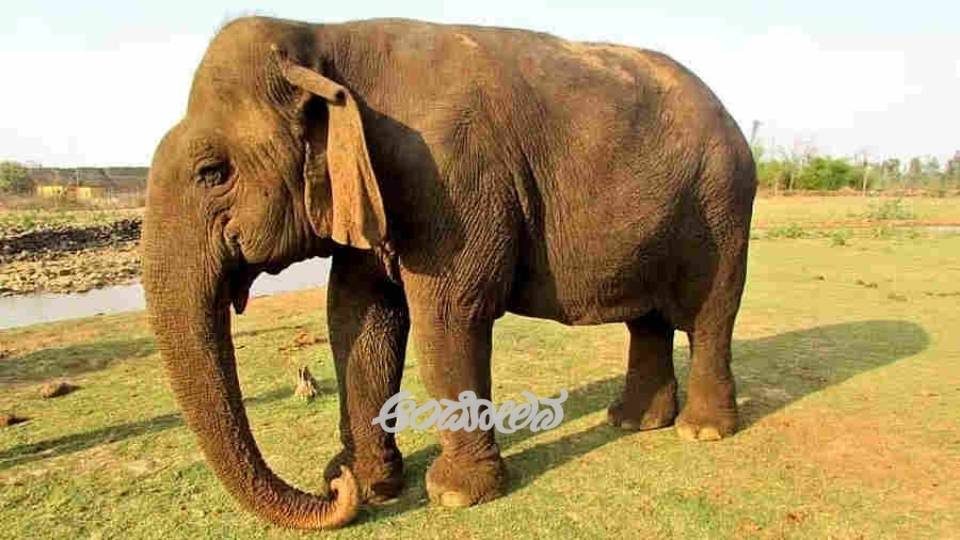 Asia's oldest elephant 'Vatsala' is no more