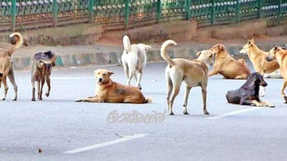 Chicken rice to street dogs: BBMP clarification