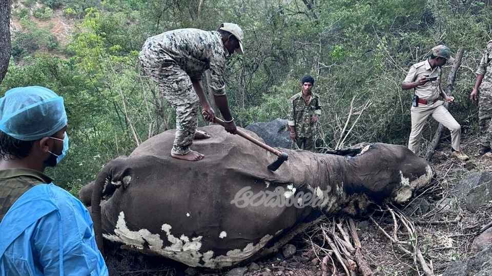 Elephant dies in Mahadeshwar Wildlife Sanctuary