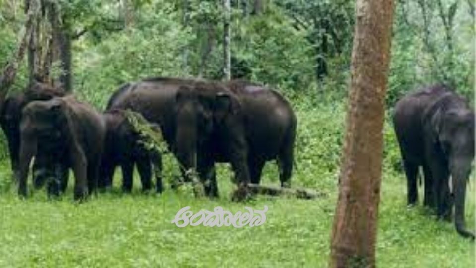 Tiger Death Case: Precautionary Measures Taken at Nagarahole Tiger Reserve