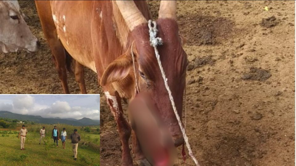 Nada bomb blast Cow's face shattered