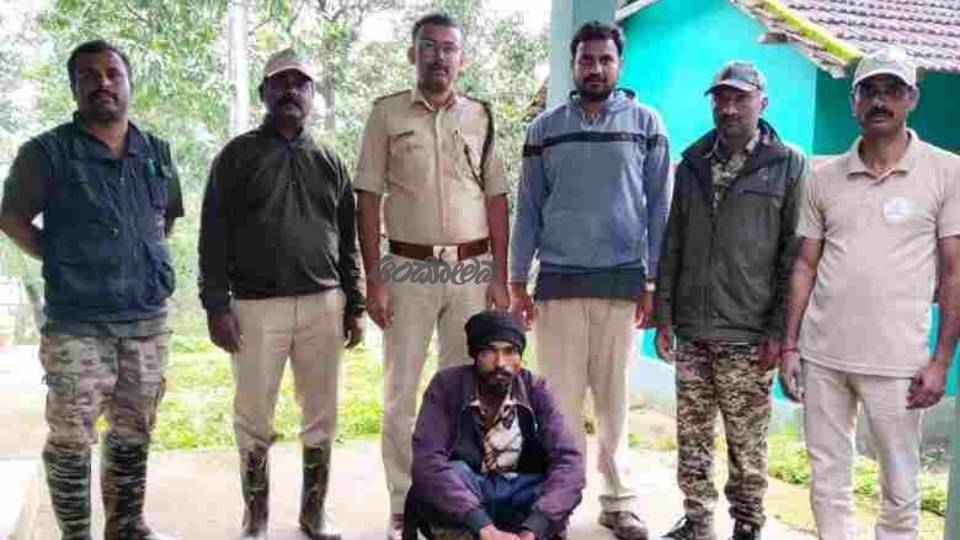 30 Kg of Sandalwood Seized: One Person Arrested