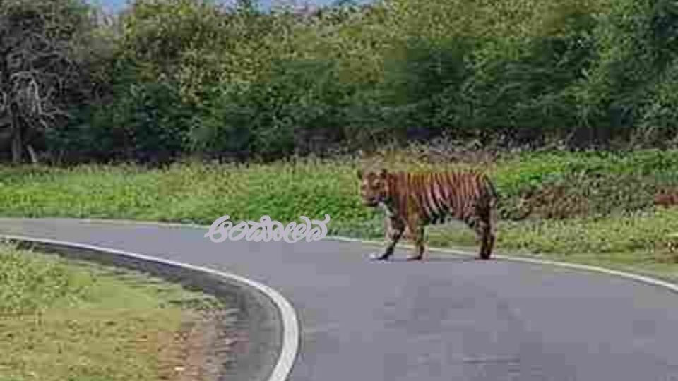 Tiger spotted in Hanur