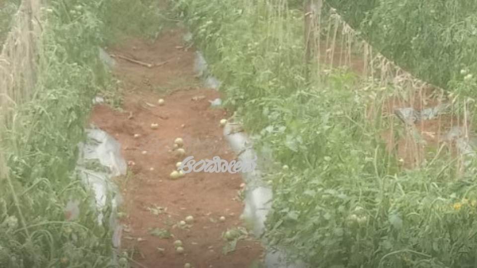 Tomato crop destroyed by miscreants Distraught food vendor