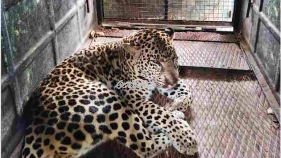 Leopard captured: Villagers relieved.