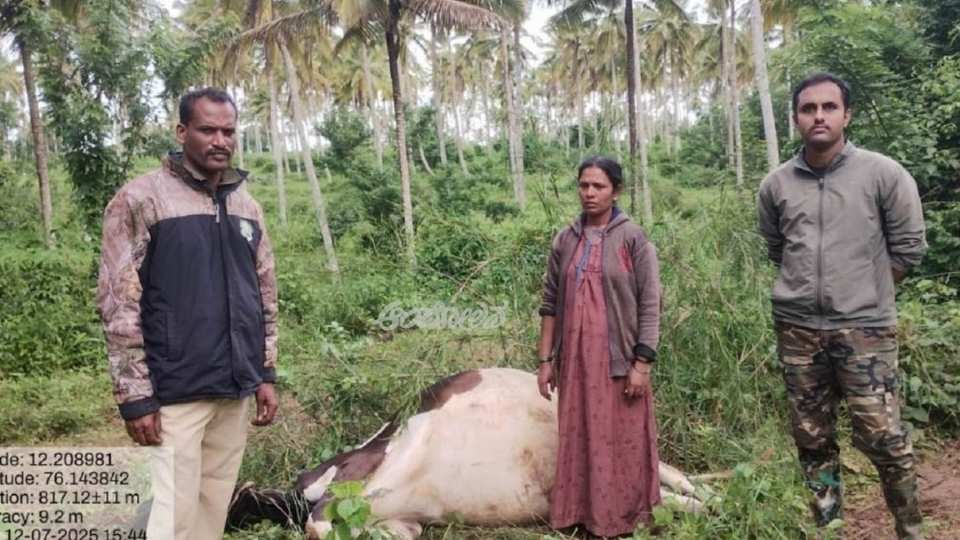 increasing tiger attack in mysore