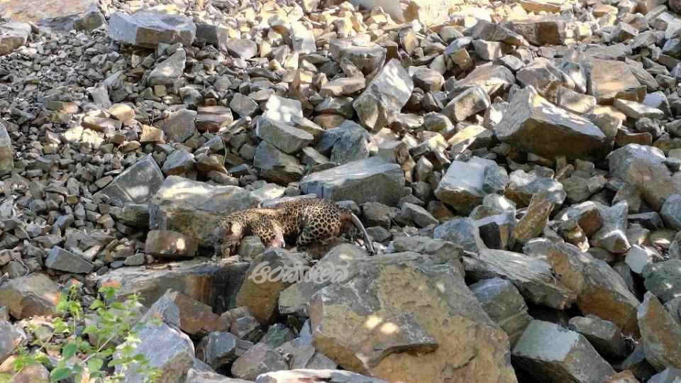 Leopard death: Suspected poisoning