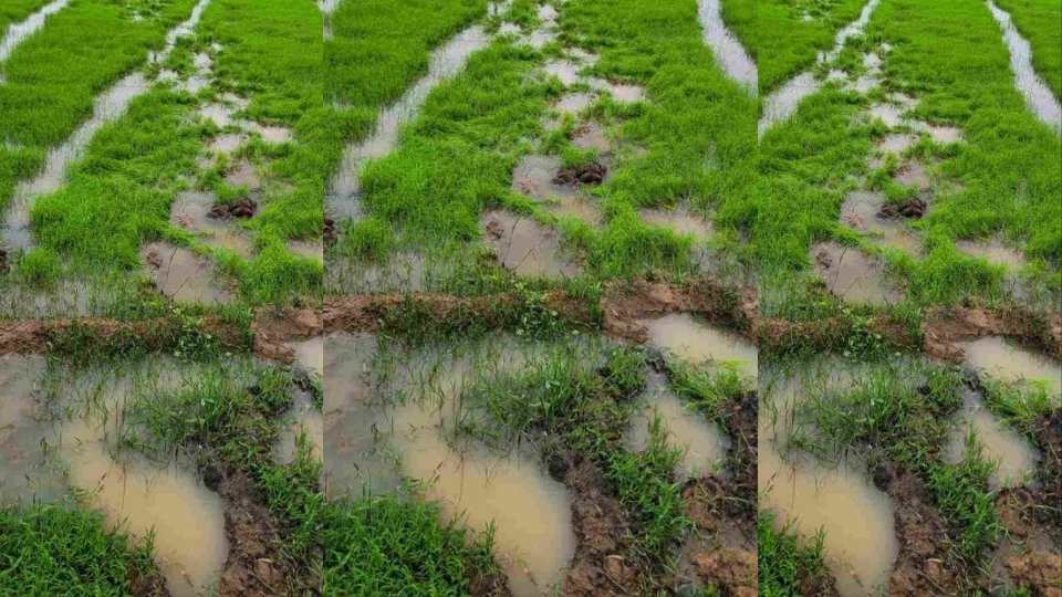 Wild elephants infest rice paddies; rice paddies destroyed