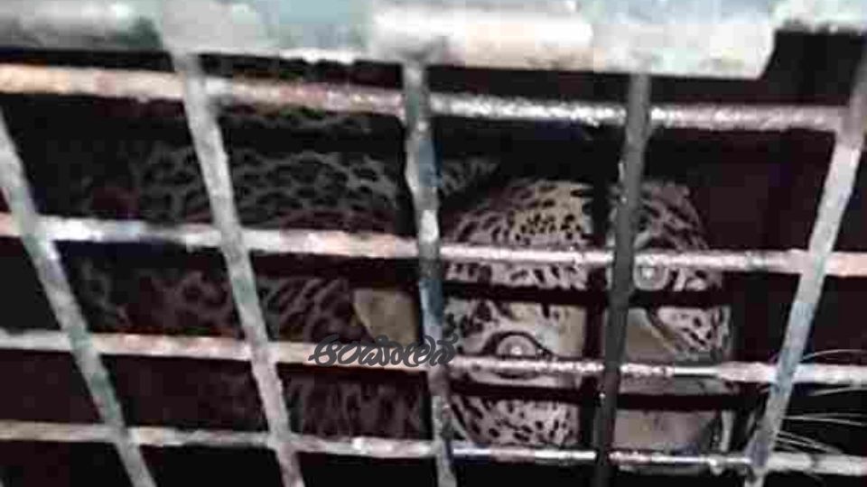 Leopard Caught in Cage Trap: Villagers Breathe a Sigh of Relief