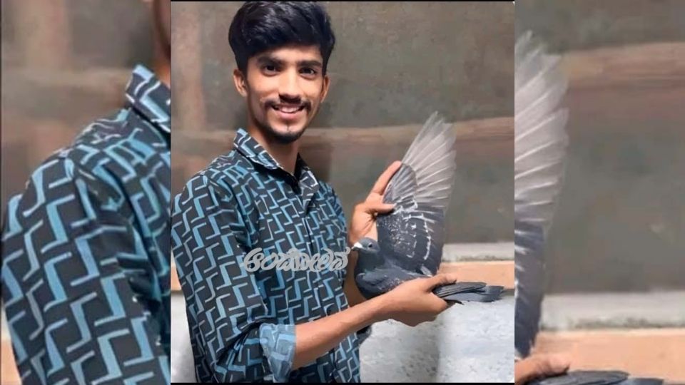 A pigeon that came from Delhi to Kokrebellur in Mandya.