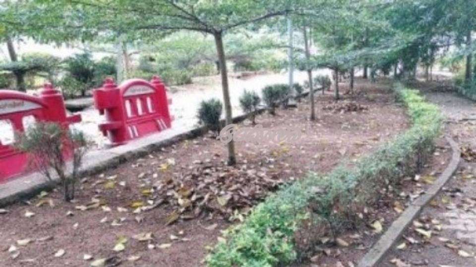 dasaea flower show ground