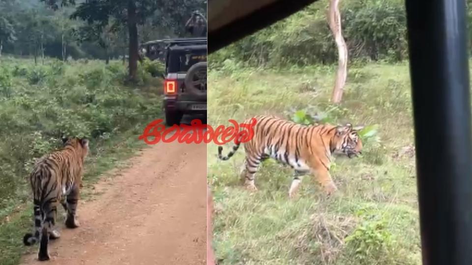 tiger dammanakante forest spot